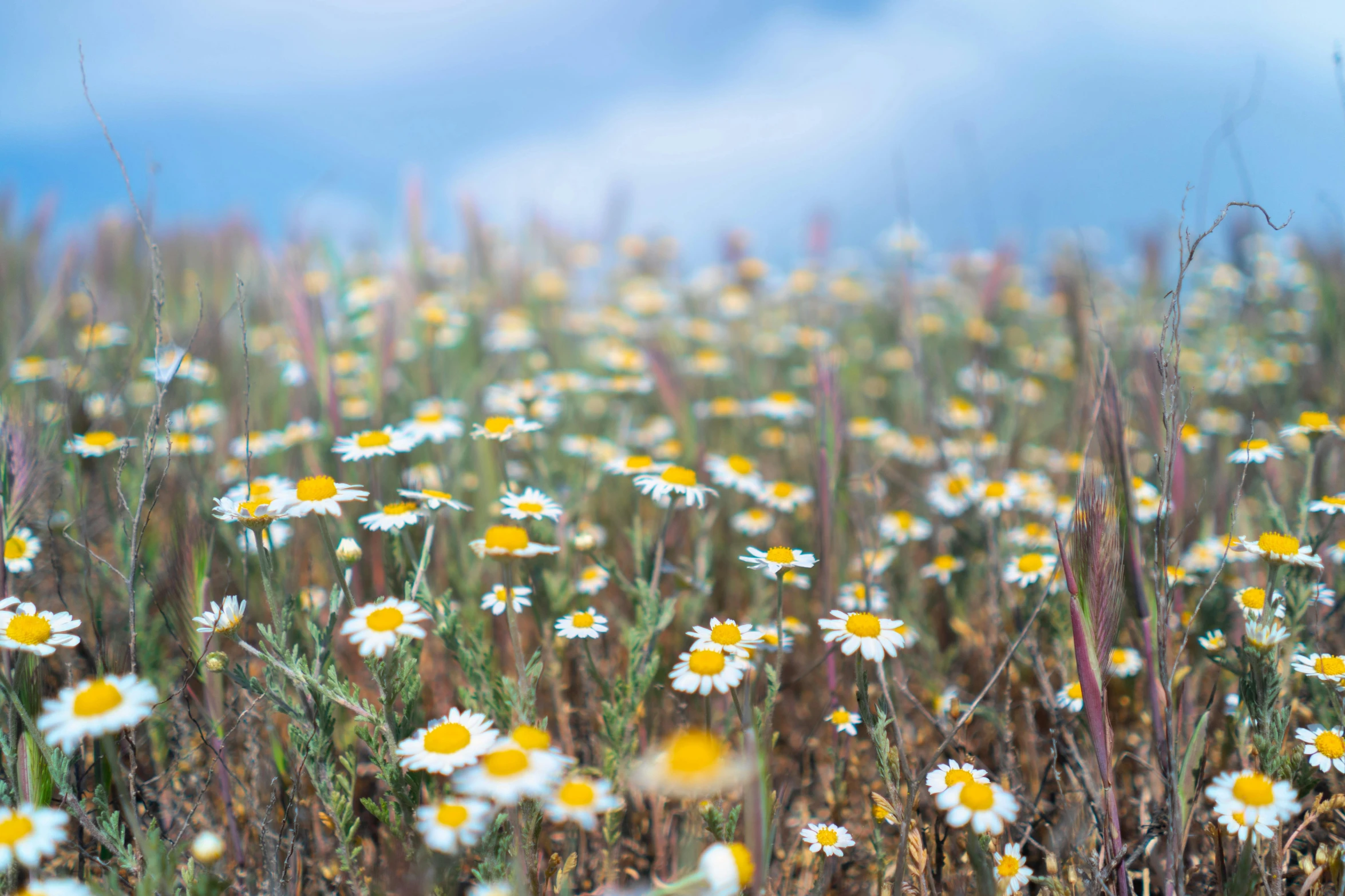 many yellow and white flowers growing in the ground