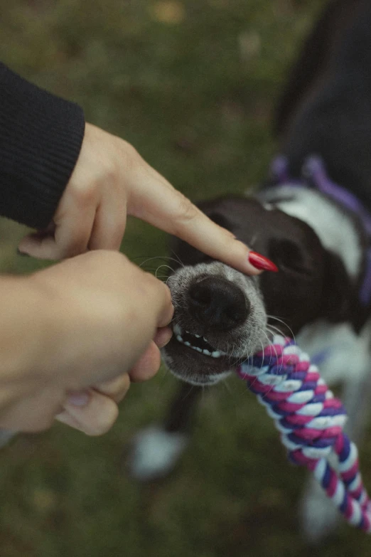 the person has their hand on a rope with a dog's nose