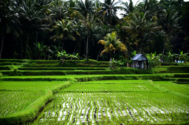 a man stands near rice terraces with palm trees