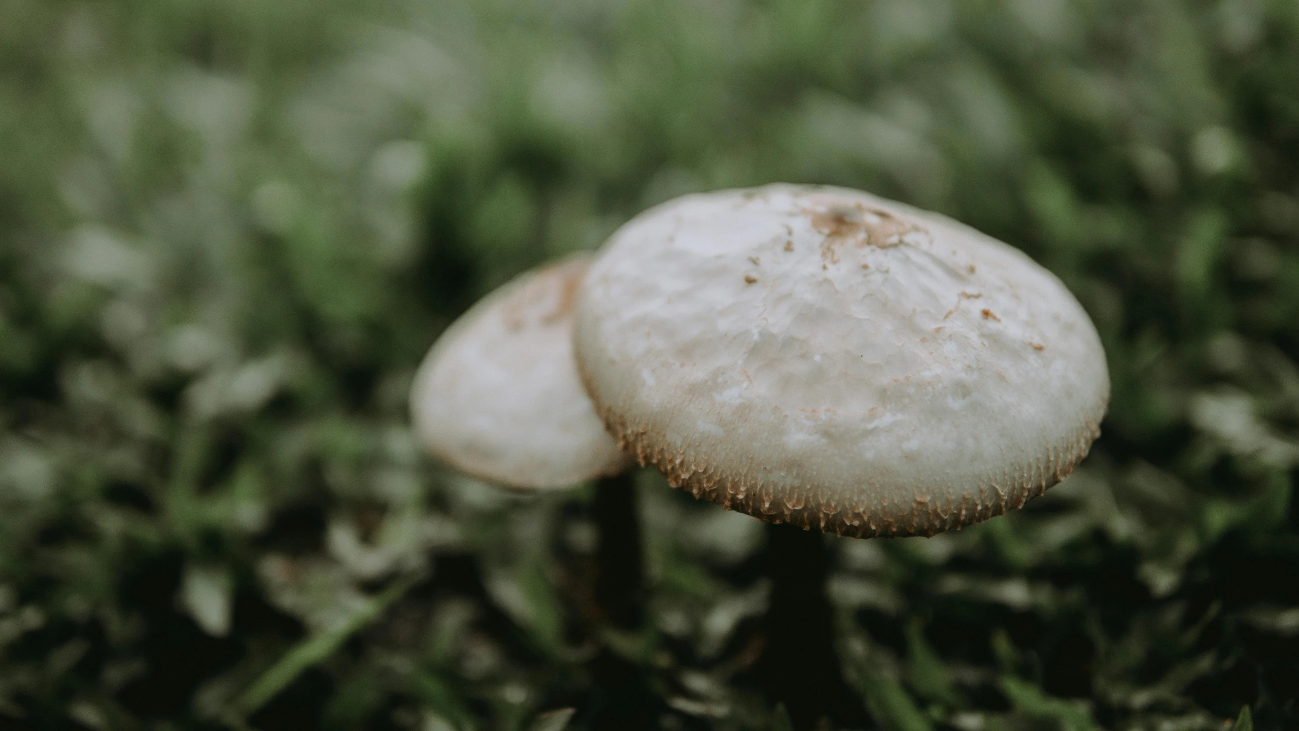 close up of a group of mushrooms growing in the grass