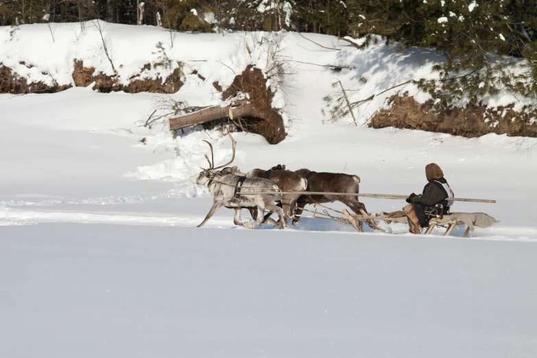 two dogs pulling a person on a sleigh