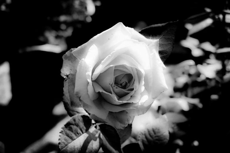 a single white rose in bloom against a black background