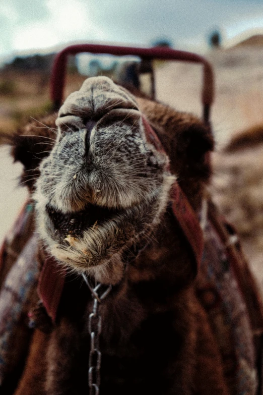 a camel is standing with its head in a harness