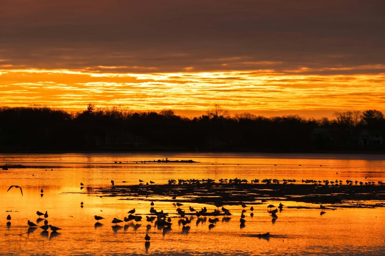 water birds swimming in the sunset on a lake