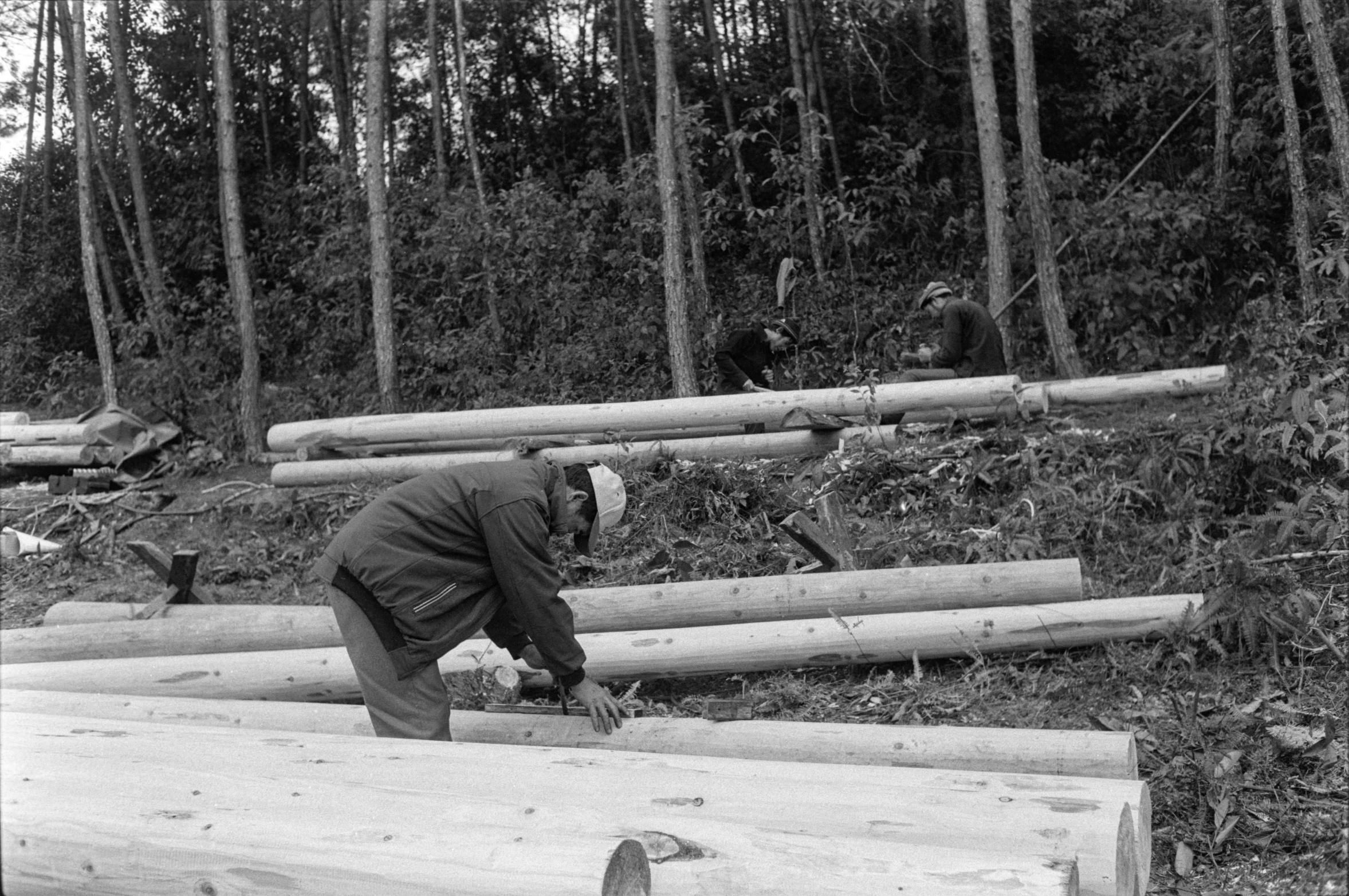 men working on lumber and logs in the woods