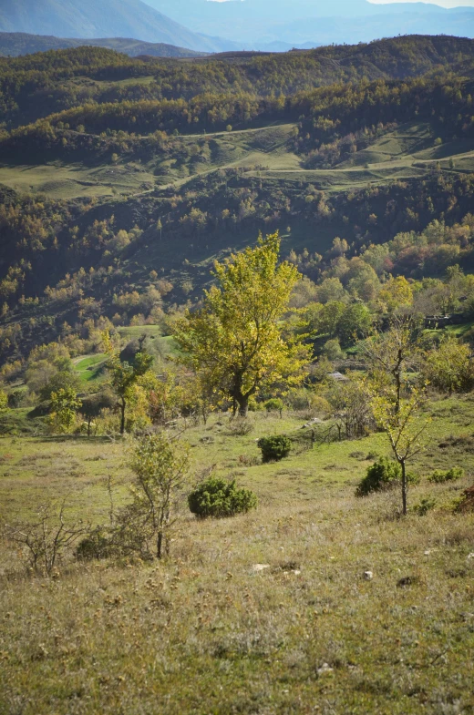 a horse grazing on grass with mountains in the background