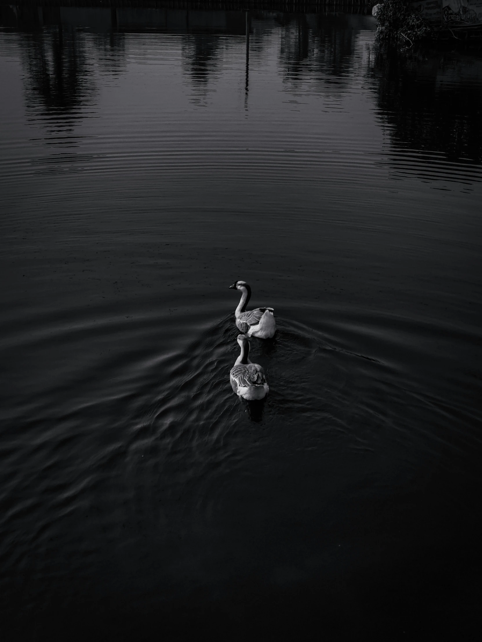 a couple of birds floating on top of a lake