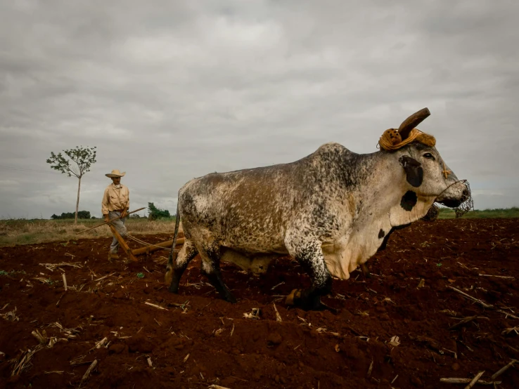 a large bull that is standing in the dirt