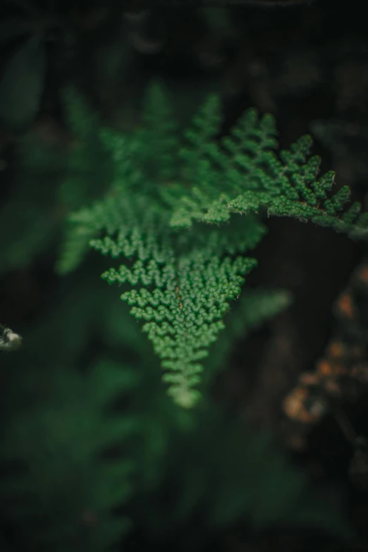 the underside of a plant with very small leaves