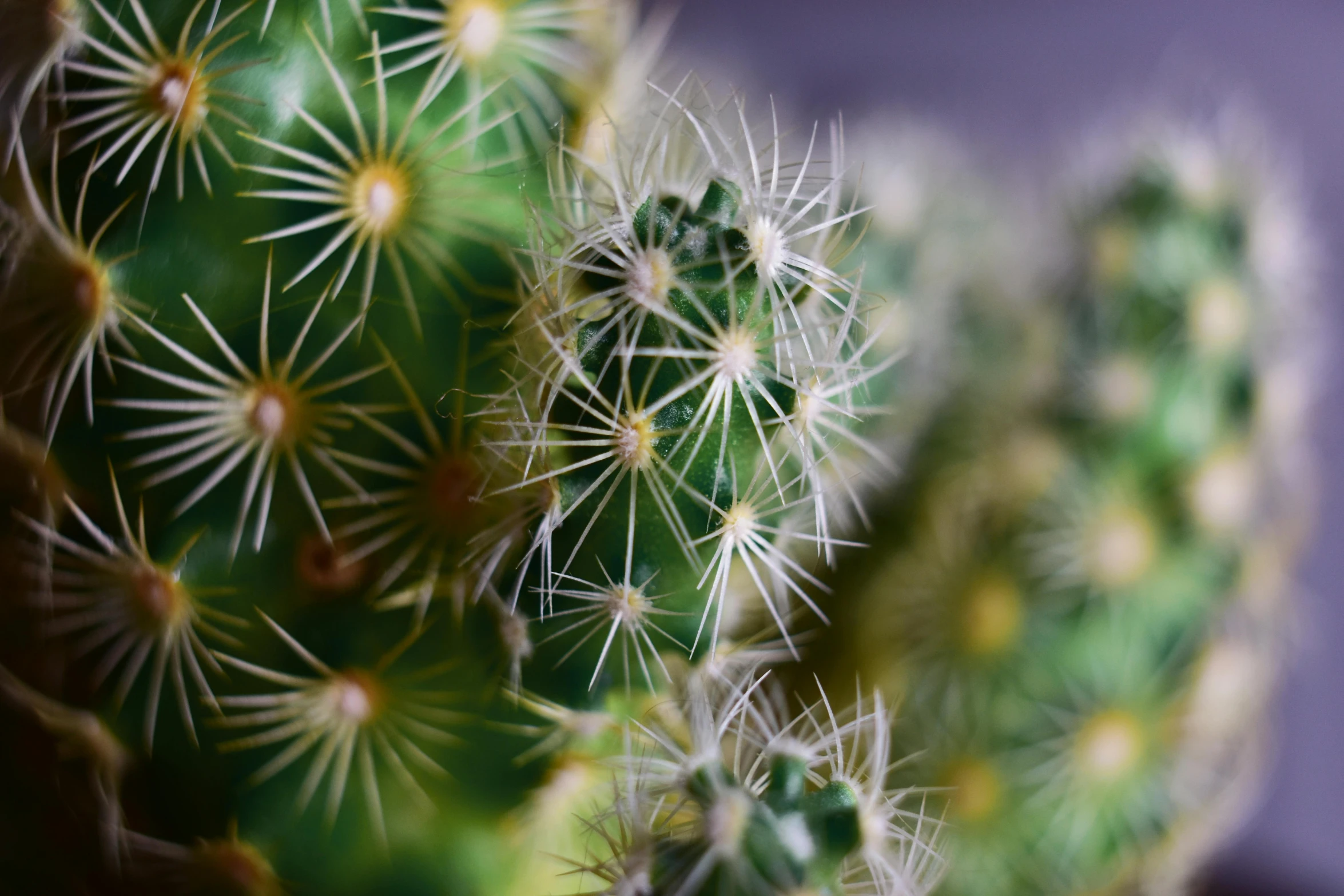 a cactus is sitting with the bottom half of it showing its white needles