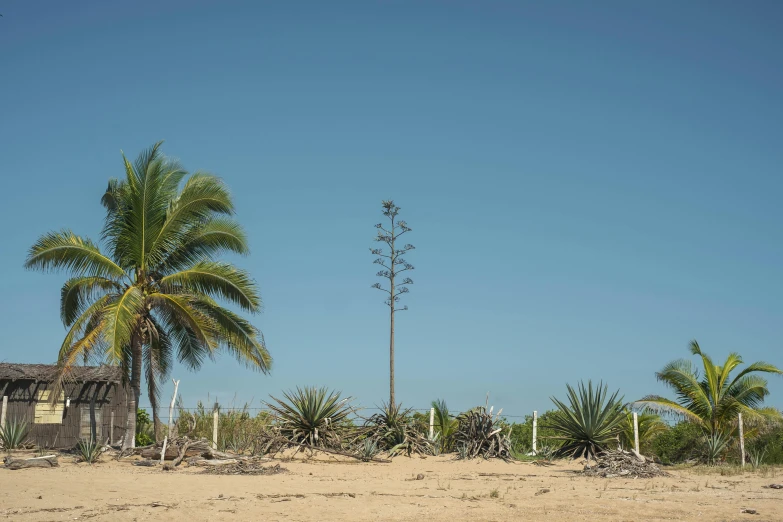 the palm tree and blue sky is next to the house