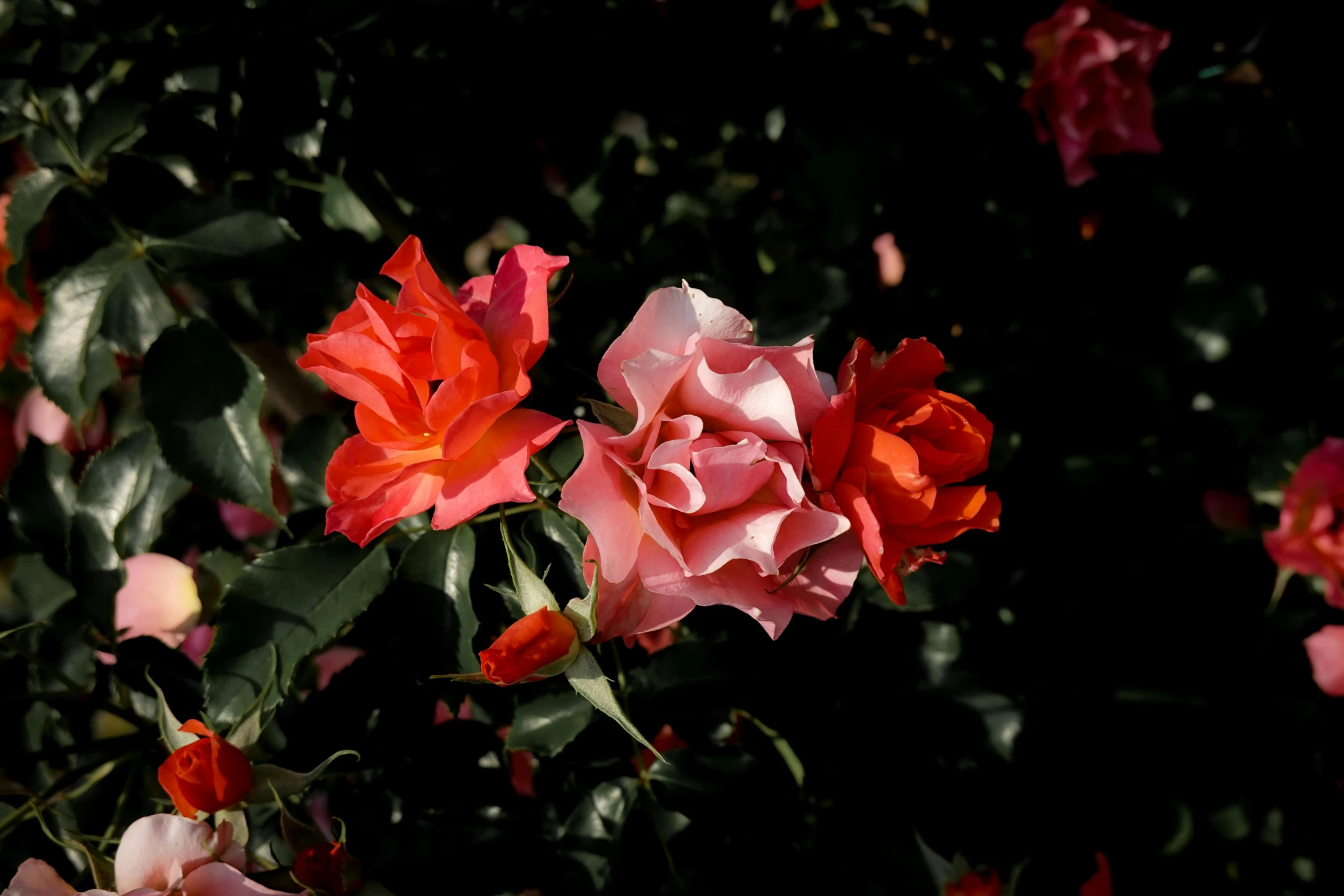 many red and pink roses growing in the bushes