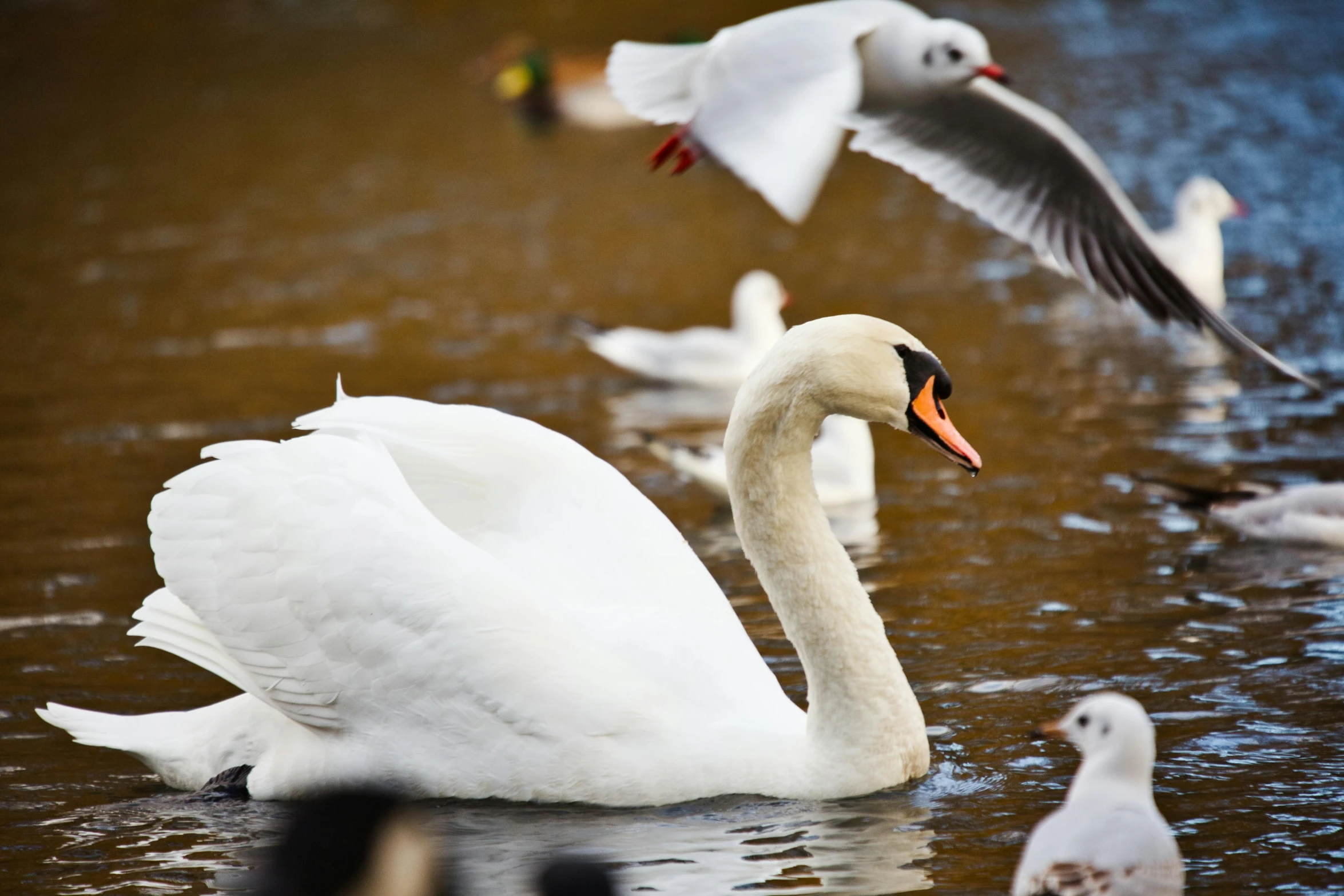 two white swans are in a pond, with seagulls flying by