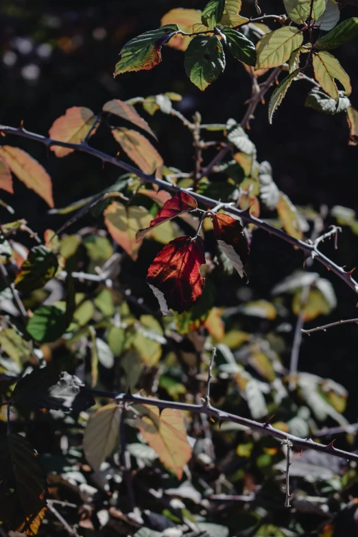 a red flower on top of leaves near a tree