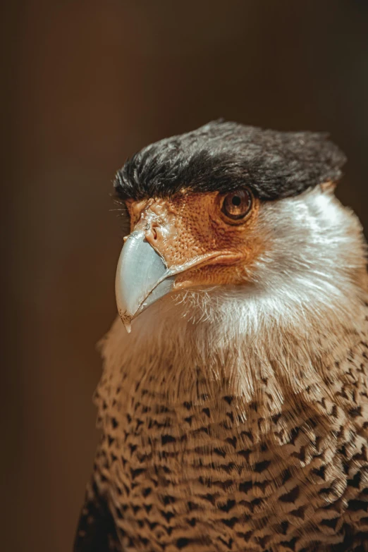 the bird is perched on top of a tree stump