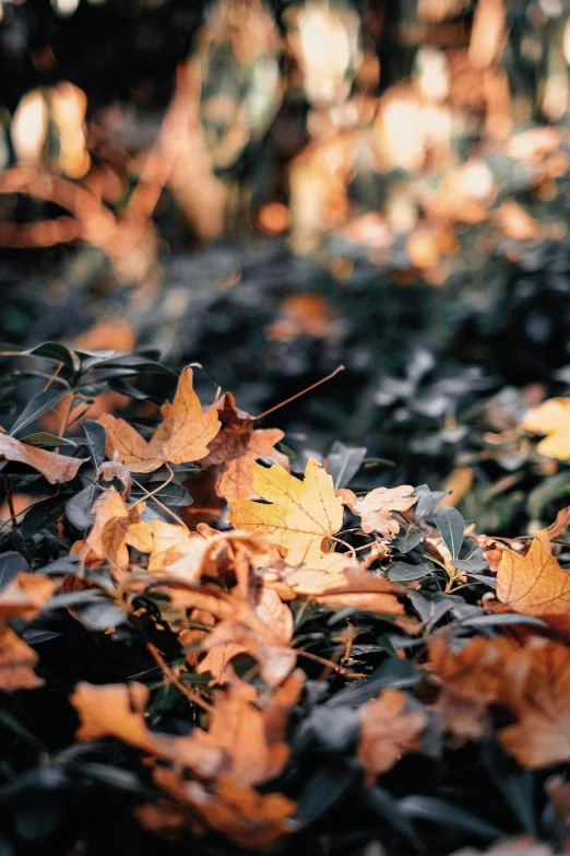 autumn leaves on the ground, with trees in the background