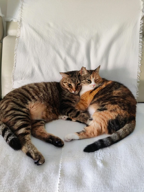 a striped cat laying on top of another cat