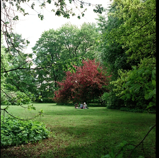 a view of people sitting in a park with a dog