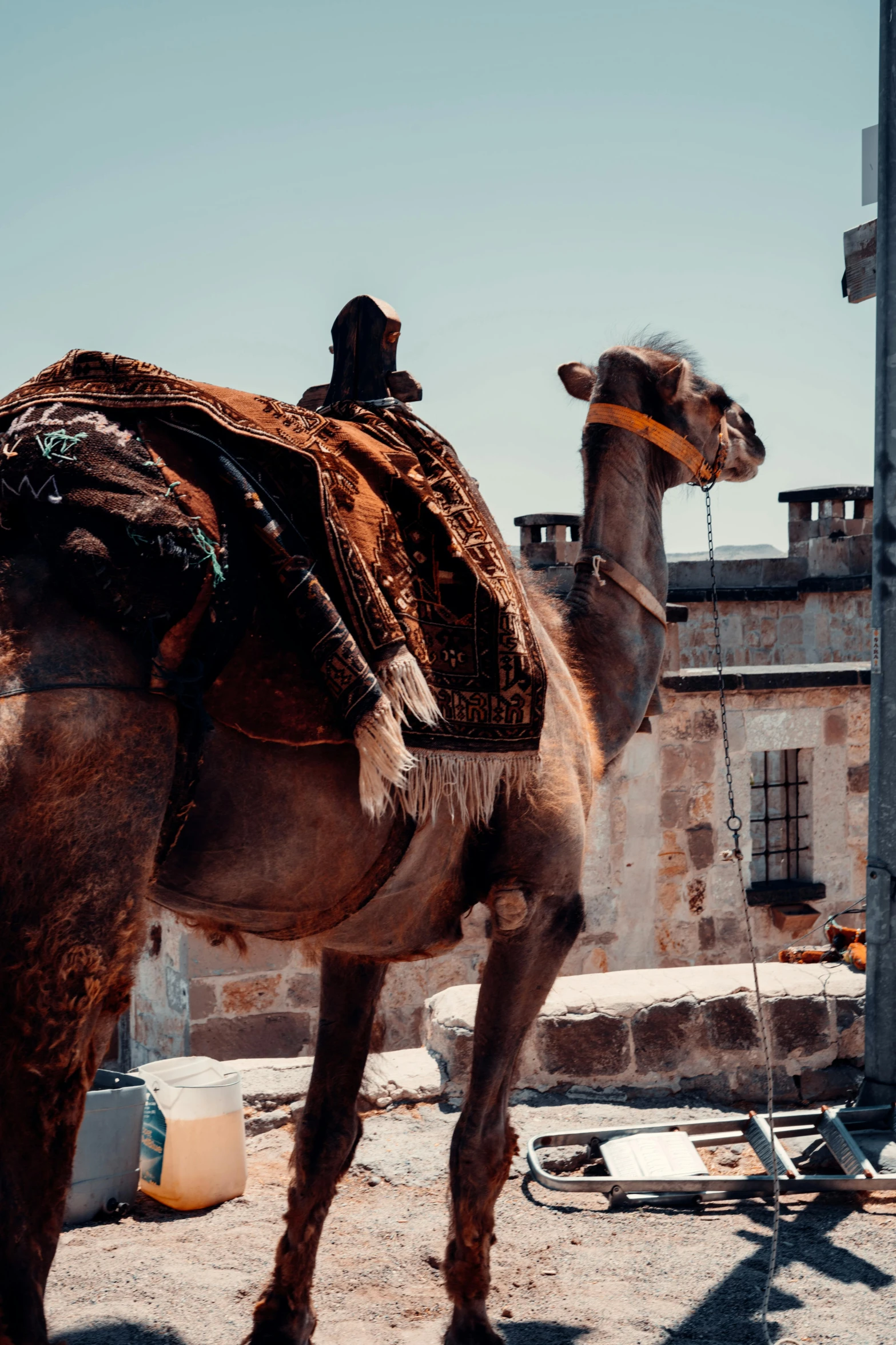 a camel standing next to a brick building