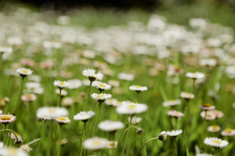 a field full of flowers that are very tall