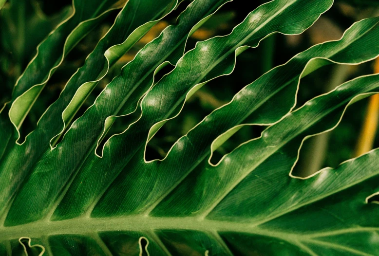 the underside of a large green leaf