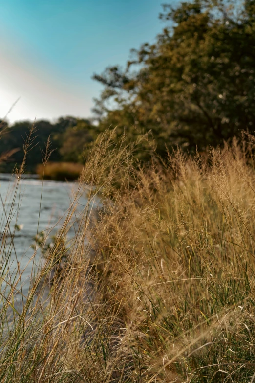 some grass in front of a body of water