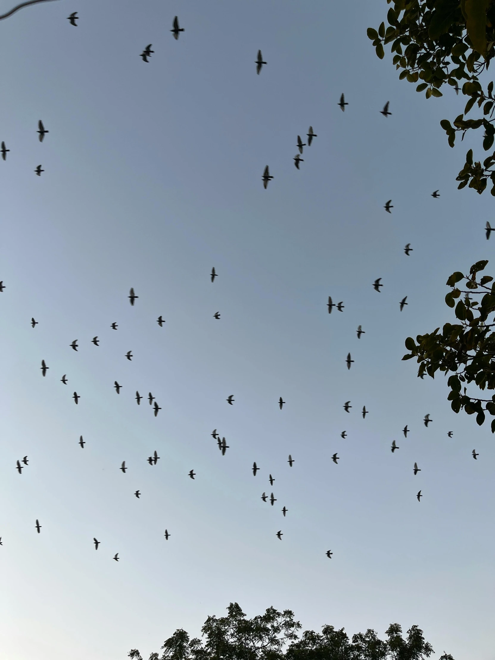 a group of birds fly across the sky