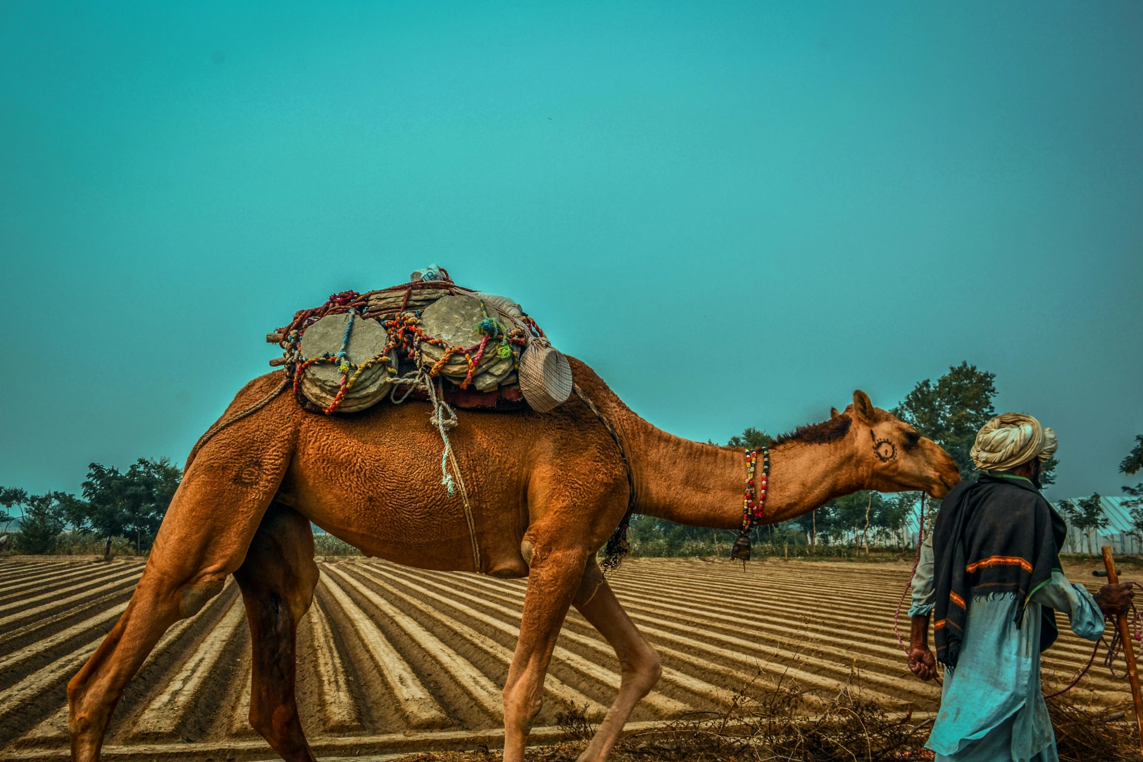 a man is standing near a brown camel