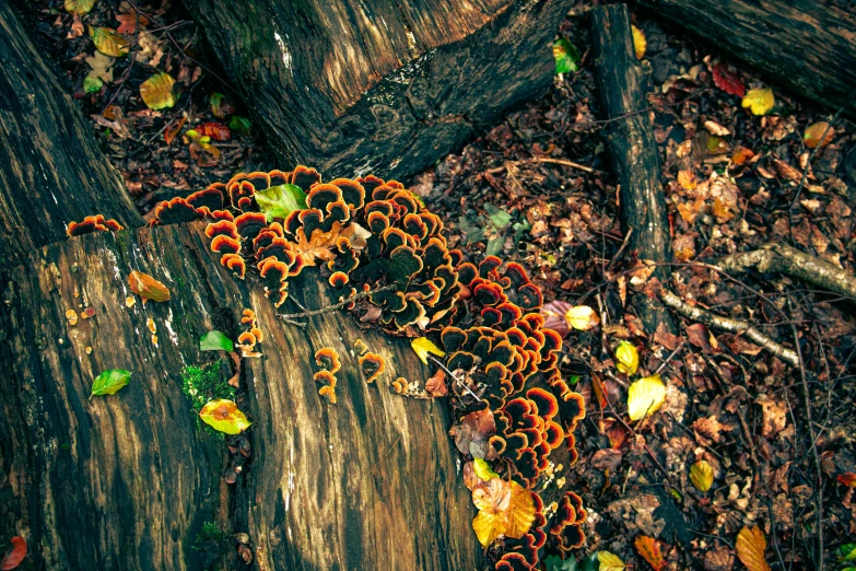 a bunch of small mushrooms and leaves on the ground