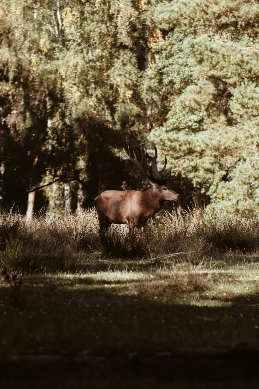 an adult elk walking through tall grass in front of trees