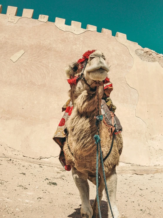 a camel in desert near walls and sky