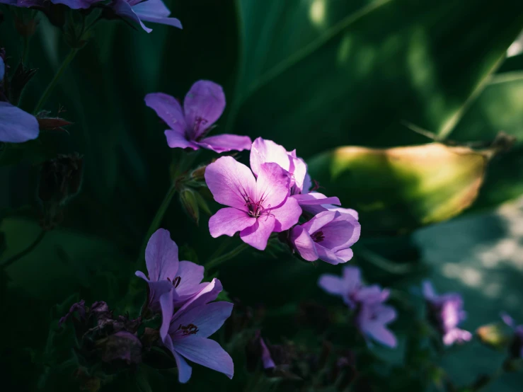 pink flowers that are sitting in a plant