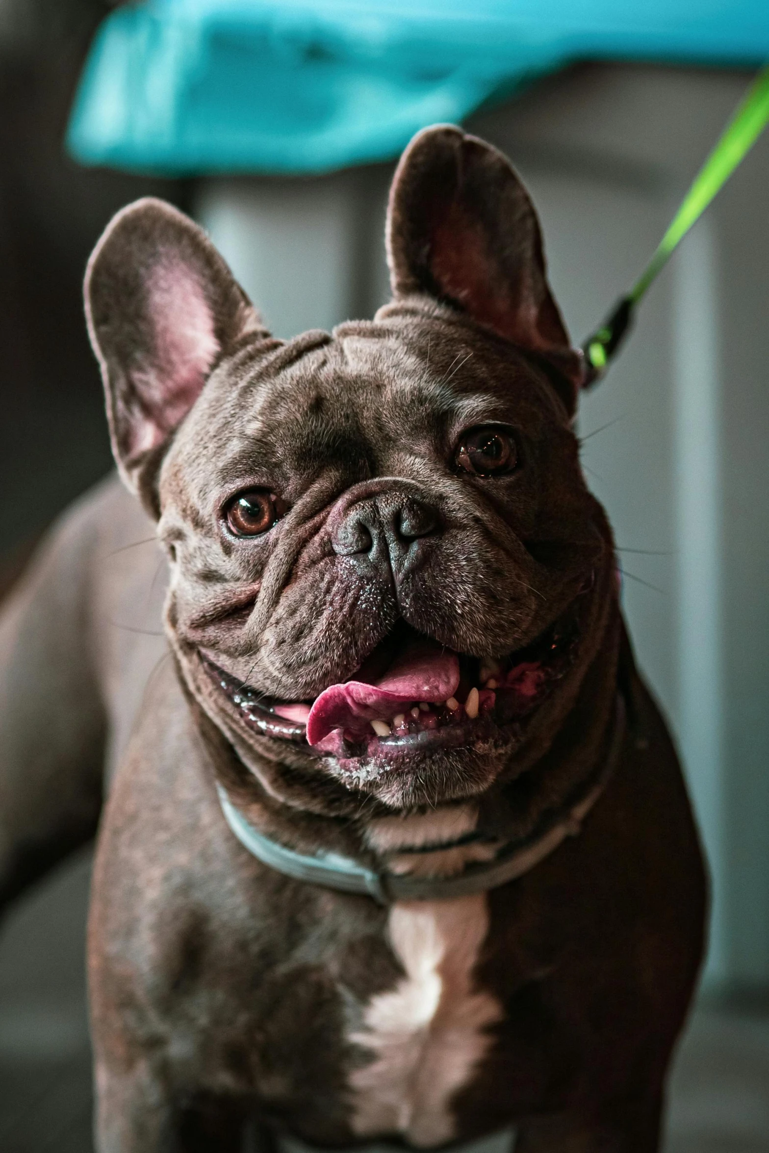 the head and shoulders of a dog on a leash