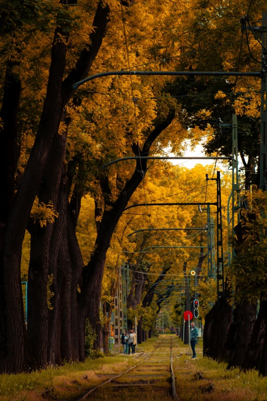 the path is lined with trees that have yellow leaves