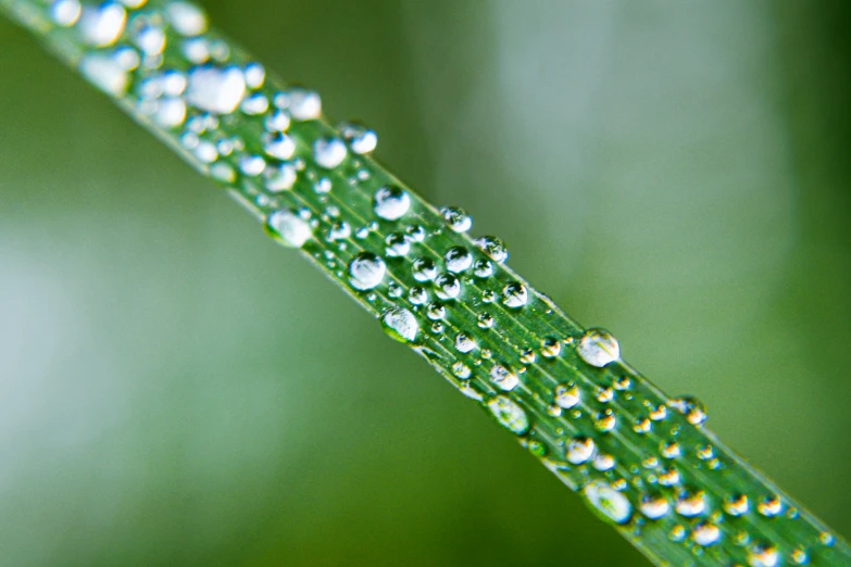 close up of green stem with water drops