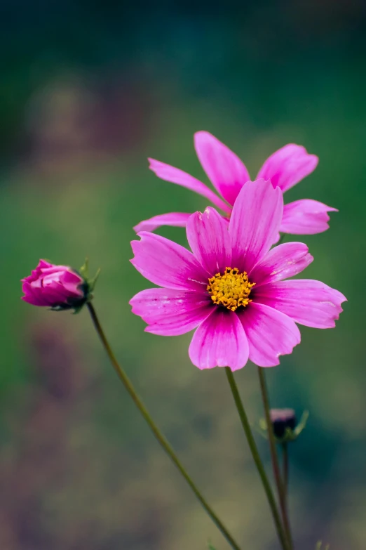 close up view of two pink flowers, one open