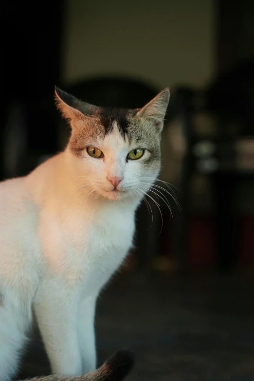 the orange - chested cat is standing in the sunlight