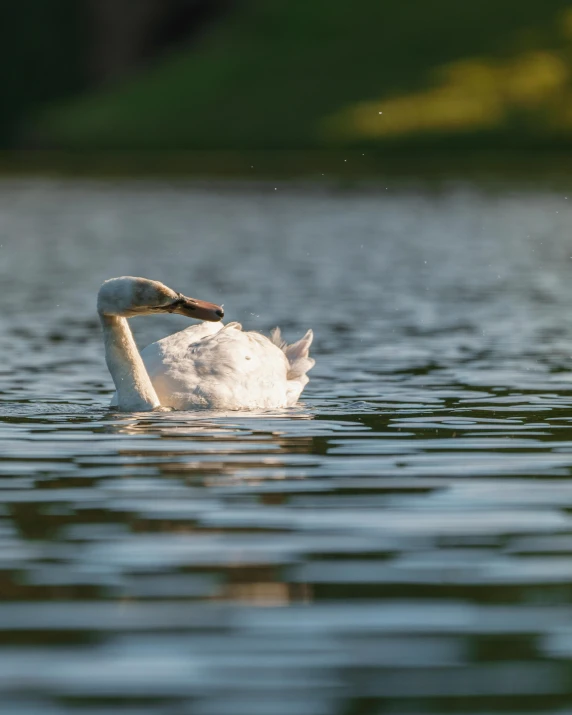 a swan is sitting in the water by itself