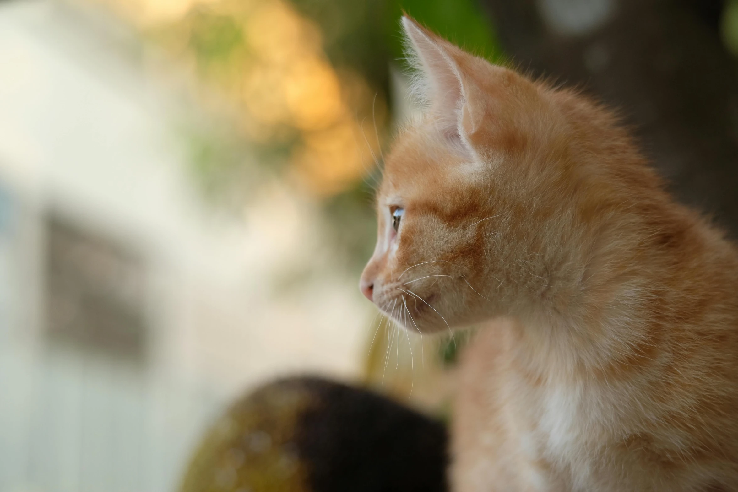 an orange kitten sitting outside looking out