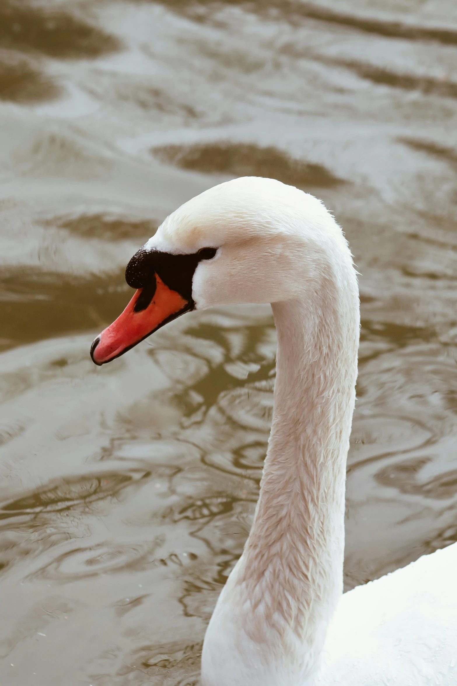 a swan swimming in the lake by itself