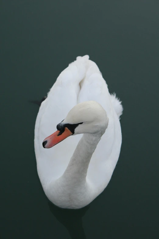 a swan swimming on the water with its head lowered