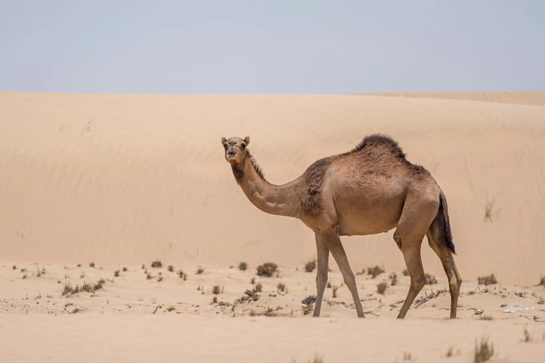 camel walking in desert, in a large open area