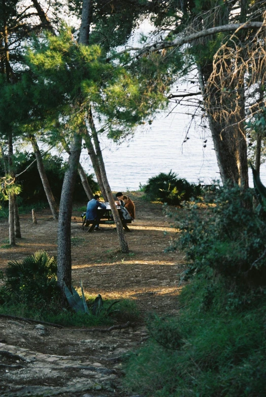 a bench sits near a sandy shoreline with trees