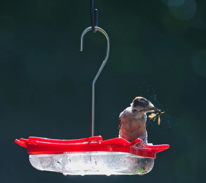 a bird that is eating a piece of food