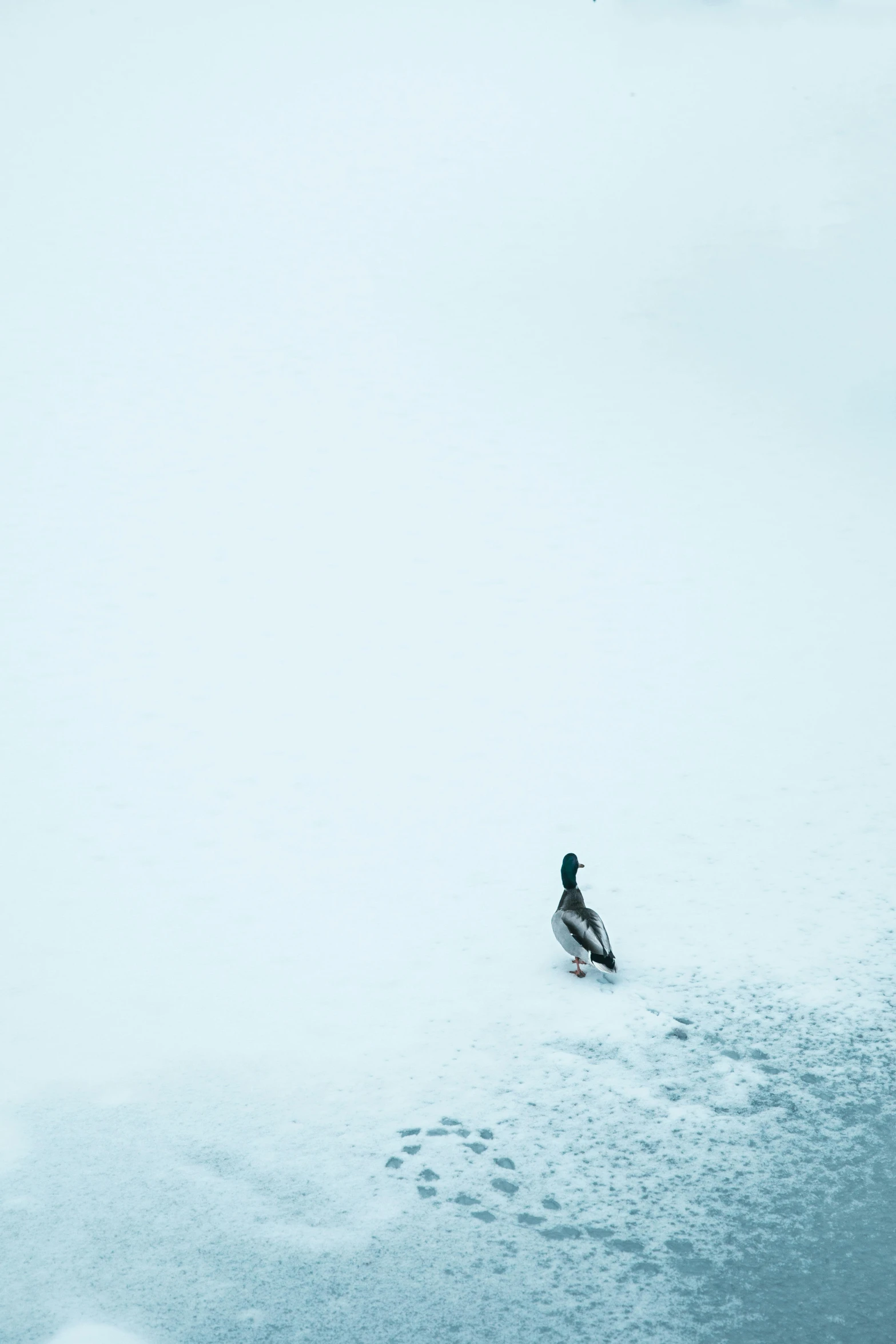 a lone snowboarder skis across a snowy area
