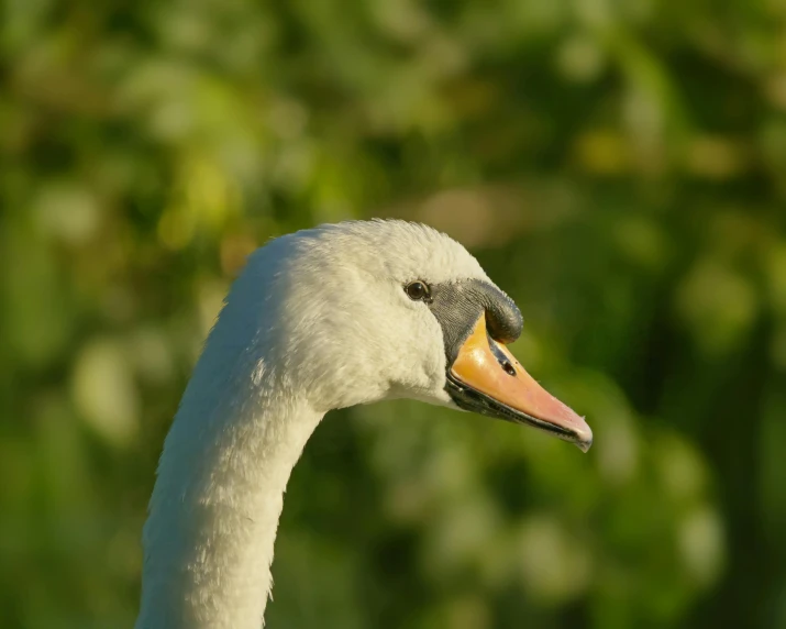 the head and neck of a white swan