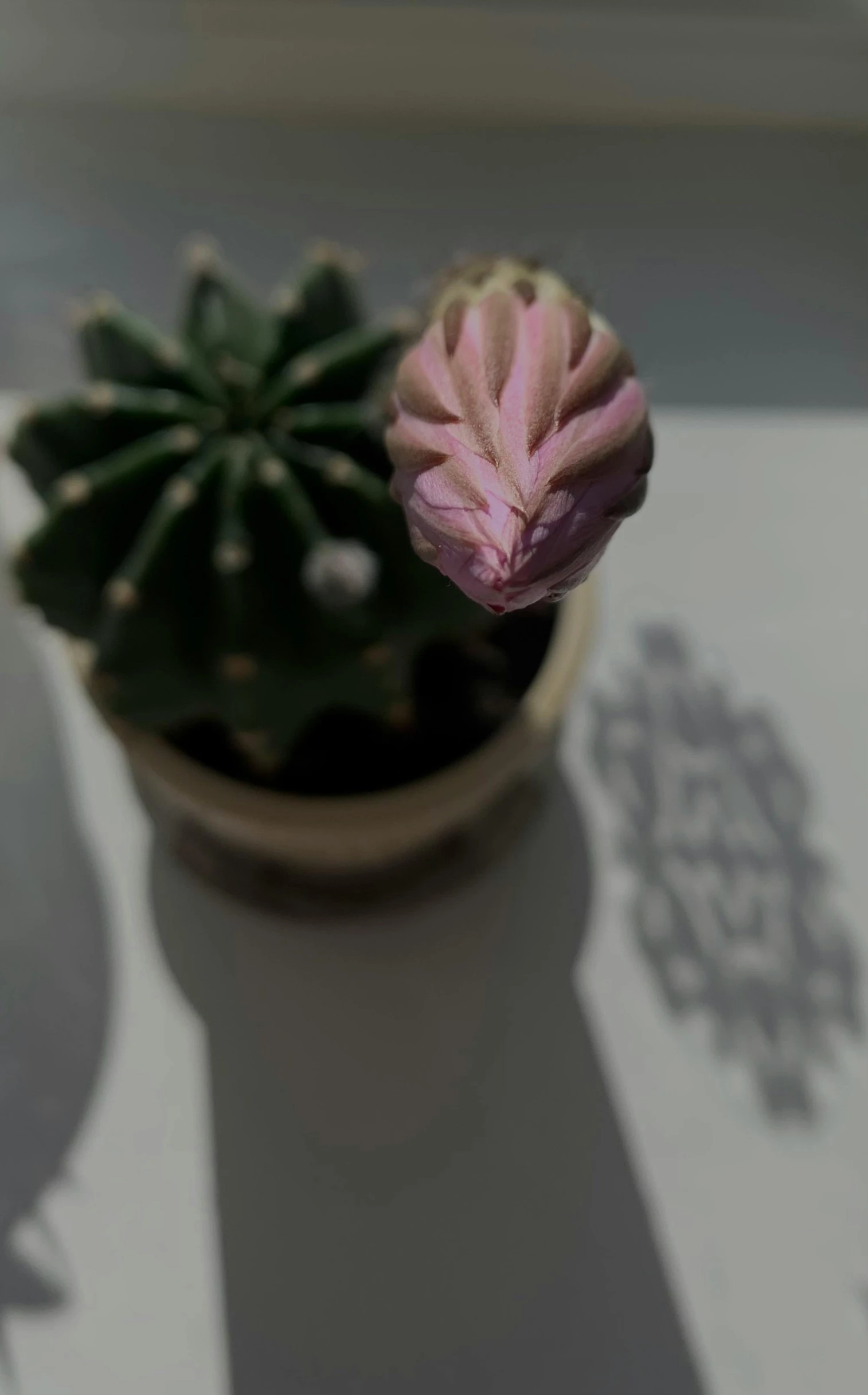 a small plant sitting on top of a table