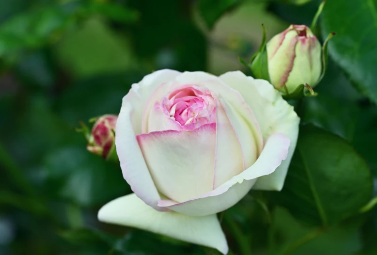 the small pink rose blooms are blooming next to the green leaves