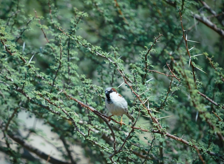 small bird sitting on top of a nch in a tree