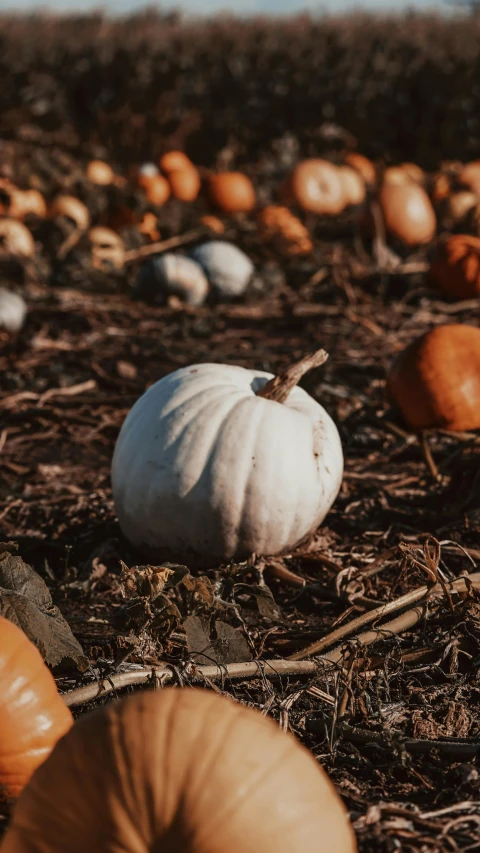 small pumpkins on the ground and others laying on the ground